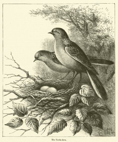 La tourterelle (gravure) - English School
