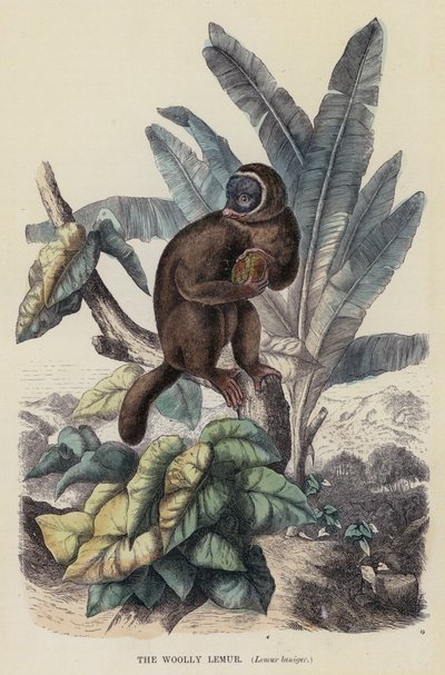 Le lémur laineux, Lemur laniger - English School