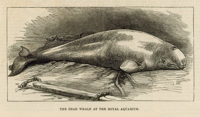La baleine morte à l