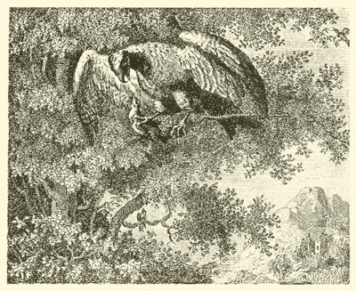 Le faucon et le rossignol (gravure) - English School