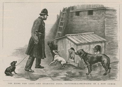 Le refuge pour chiens perdus et affamés - English School