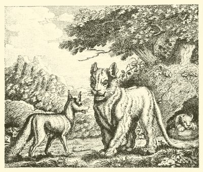 La lionne et le renard (gravure) - English School