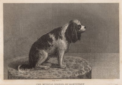 Le chien musical de Darmstadt - English School