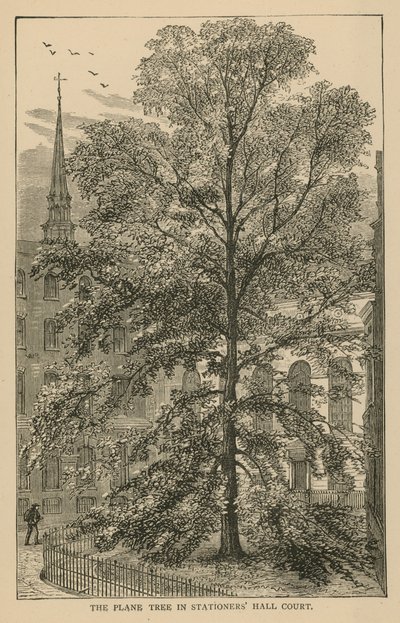 Le platane dans la cour de Stationers Hall - English School