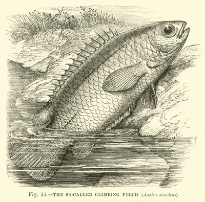 Le soi-disant poisson grimpeur, Anabas scandens - English School