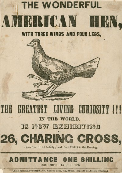 La merveilleuse poule américaine, avec trois ailes et quatre pattes - English School