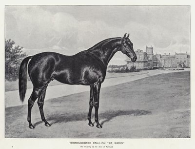 Étalon pur-sang "St Simon" - English School