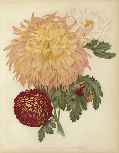 Trois nouveaux chrysanthèmes - English School