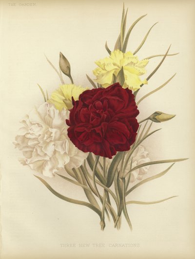 Trois nouveaux œillets d