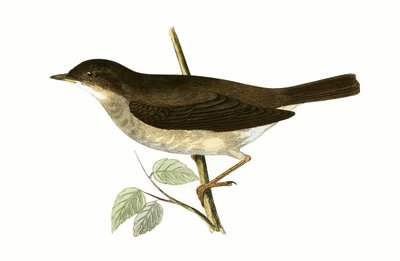 Rossignol, illustration de 
