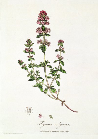 Thym, Thymus vulgaris, publié par le Dr Woodville - English School