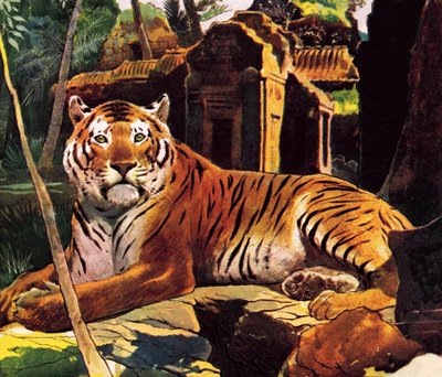 Tigre dans les ruines - English School