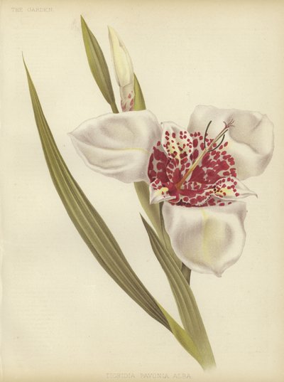 Tigridia pavonia Alba - English School