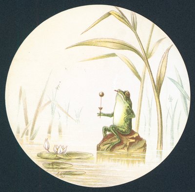 Crapaud assis sur un rocher dans l