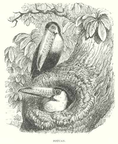 Toucan (gravure) - English School