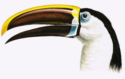 Toucan - English School