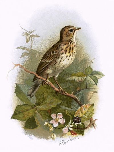Pipit des arbres - English School