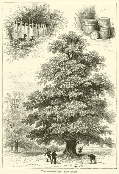 Les arbres et leurs usages, le châtaignier - English School
