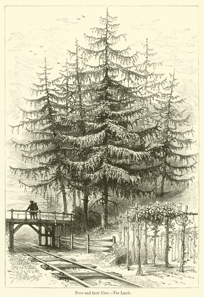 Les arbres et leurs usages, le mélèze - English School