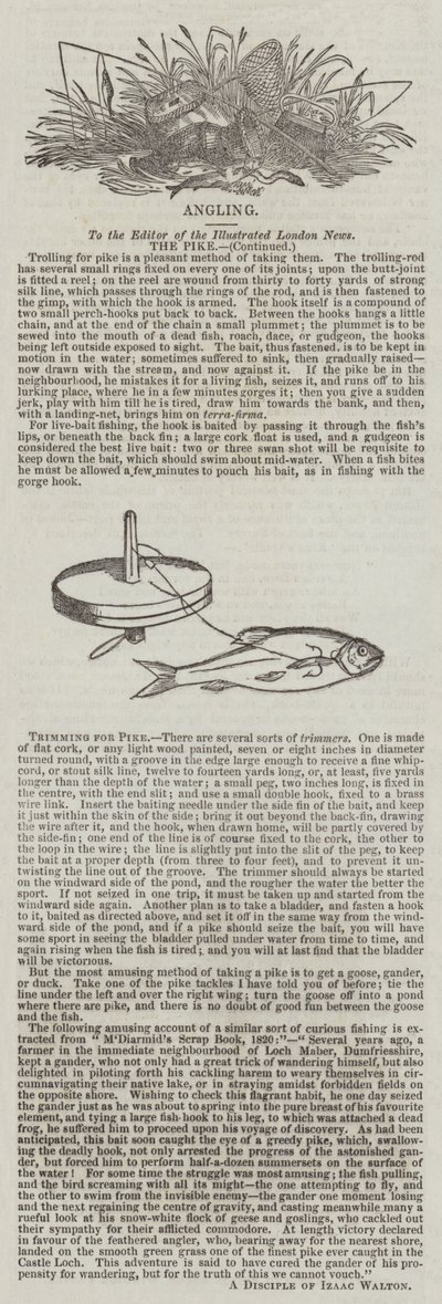 Appât pour Brochet - English School