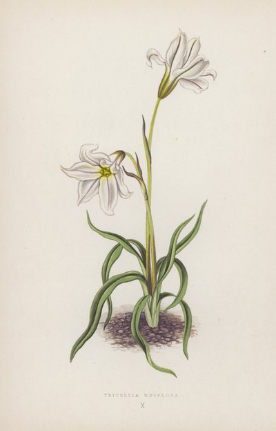 Triteleia Uniflora (lithographie en couleur) - English School