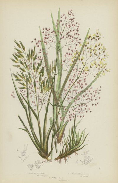 Agrostide touffue, Agrostide alpine lisse, Agrostide ondulée - English School