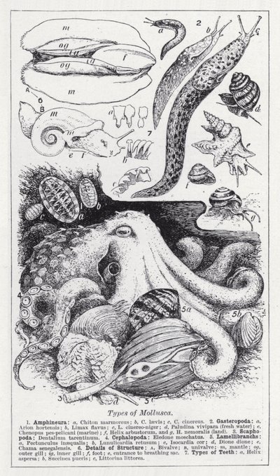Types de mollusques - English School