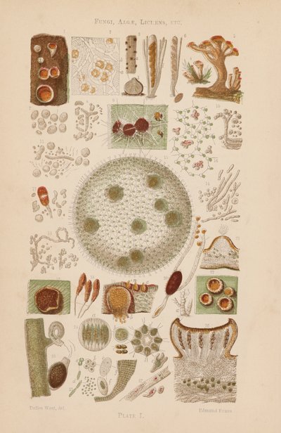 Sous le microscope : Champignons, Algues, Lichens, etc. - English School