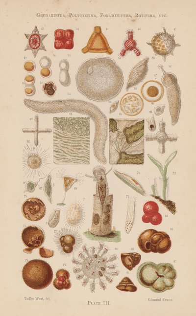 Sous le microscope : Gregarinida, Polycystina, Foraminifera, Rotifera, etc. - English School