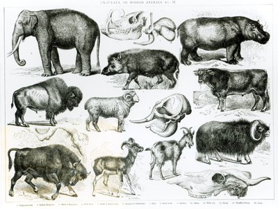 Ungulata ou animaux à sabots - English School