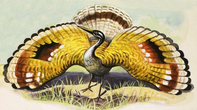 Oiseau non identifié - English School