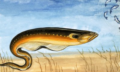 Poisson non identifié - English School