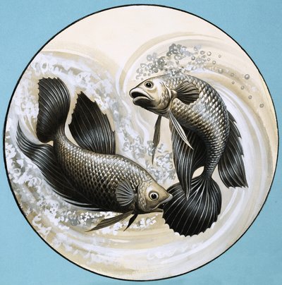 Poisson non identifié, l