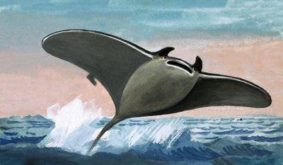 Poisson volant non identifié - English School