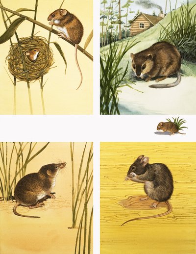 Montage de petits mammifères non identifiés, y compris des souris et des campagnols - English School