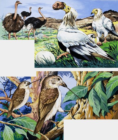 Habitudes alimentaires inhabituelles des oiseaux - English School