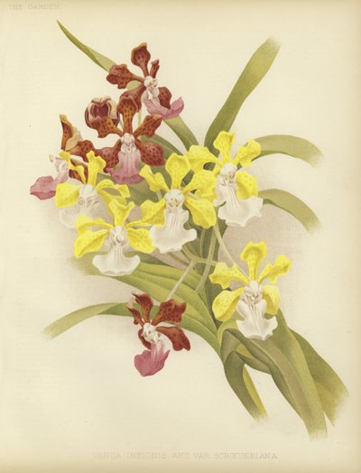 Vanda insignis et var scroederiana - English School