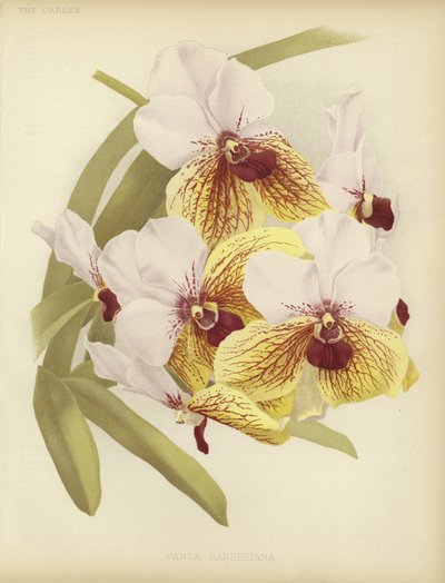 Vanda sanderiana - English School