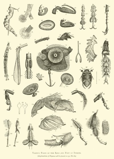 Diverses parties des pattes et des pieds des insectes - English School