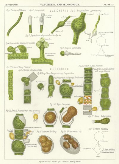 Vaucheria et Oedogonium - English School