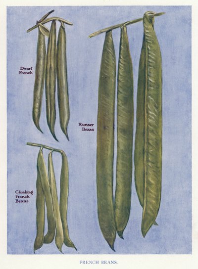 Guide du cultivateur de légumes : Haricots verts (lithographie en couleur) - English School