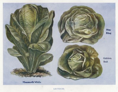Guide du cultivateur de légumes : Laitues - English School