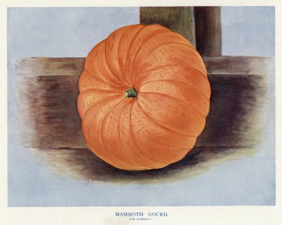 Guide du cultivateur de légumes : Courge géante ou citrouille (lithographie en couleur) - English School