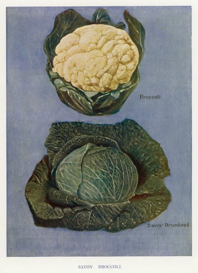Guide du cultivateur de légumes : Chou de Savoie, brocoli (lithographie en couleur) - English School