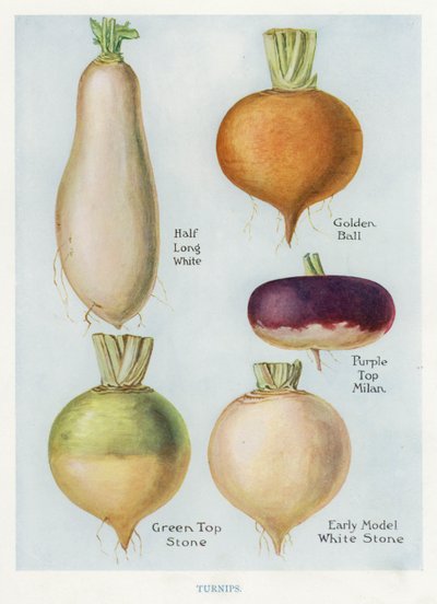 Guide du cultivateur de légumes : Navets - English School