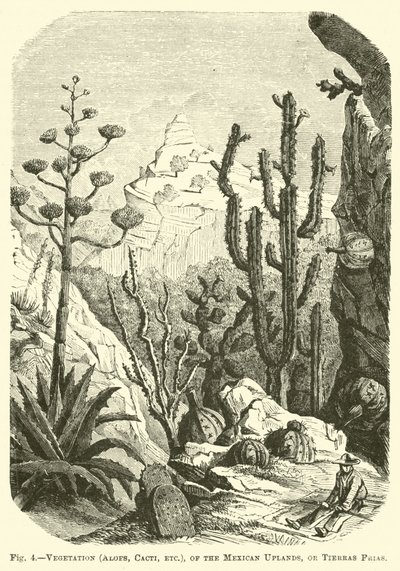 Végétation (Aloès, Cactus, etc.) des hauts plateaux mexicains, ou Tierras Frias - English School