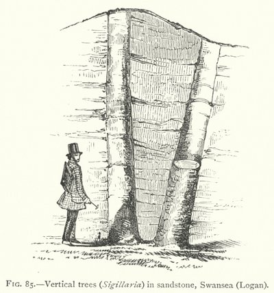 Arbres verticaux, Sigillaria, dans le grès, Swansea, Logan - English School