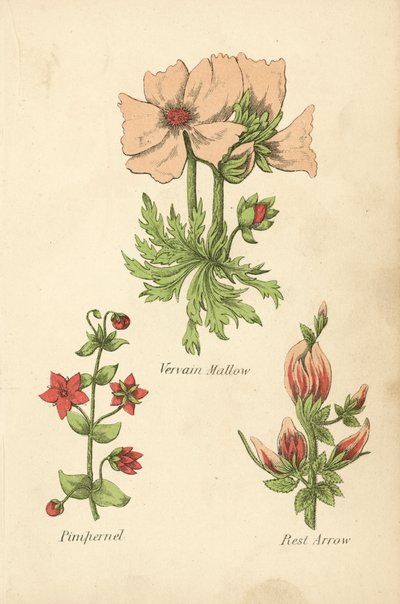 Mauve de Vervain, Mouron, Flèche de repos - English School