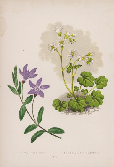 Pervenche Herbacée ; Romanzovia Sitchensis (lithographie en couleur) - English School