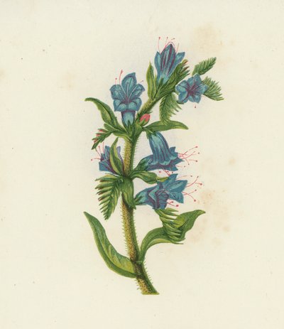 Vipérine, Echium Vulgare - English School
